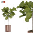 Doniczka Fiddle Fig Ficus - arsehstudio