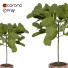 Doniczka Fiddle Fig Ficus - arsehstudio