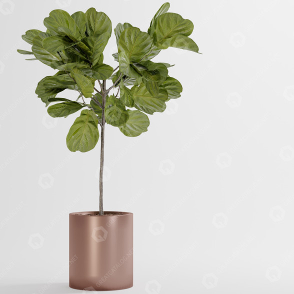 Doniczka Fiddle Fig Ficus model 3D