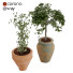 Macetas Colección de plantas 02 - arsehstudio