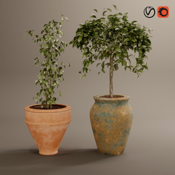 Macetas Colección de plantas 02