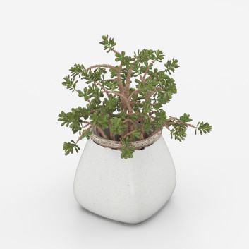 Doniczka Plant in Pot