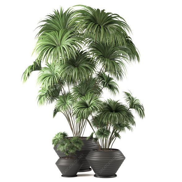 Pots de fleurs Pot magique 01 modèle 3D