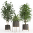 Macetas Conjunto de plantas de interior 022 - nr.asgari