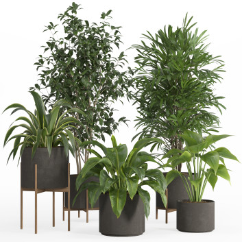 Macetas Conjunto de plantas de interior 022