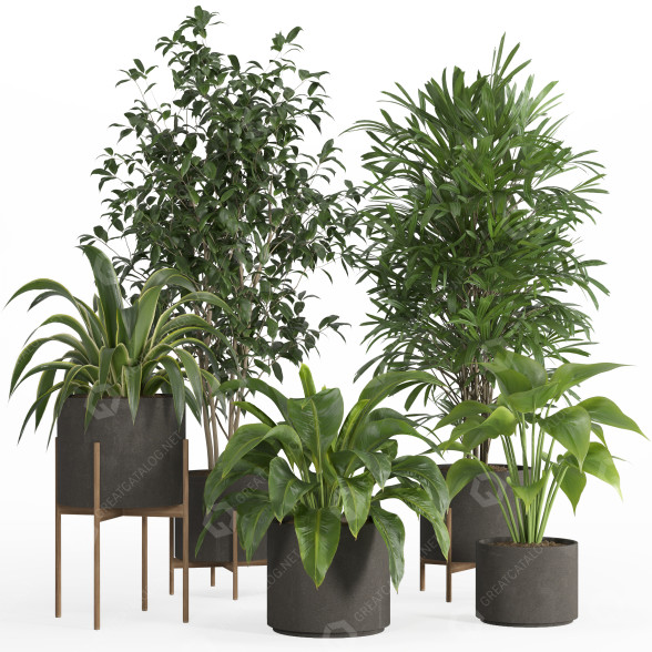 Macetas Conjunto de plantas de interior 022 Modelo 3D