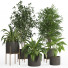 Macetas Conjunto de plantas de interior 022 - nr.asgari