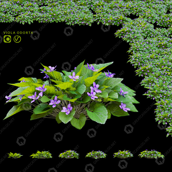Квiти Фіалка запашна 3D модель