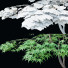 Drzewo Acer Palmatum - valeriy korol ld