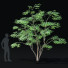 Drzewo Acer Palmatum - valeriy korol ld