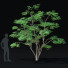 Drzewo Acer Palmatum - valeriy korol ld