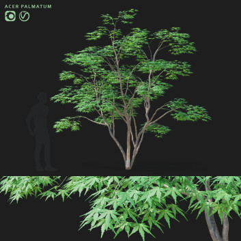 Drzewo  Acer Palmatum Model 3D