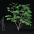 Drzewo Acer Palmatum - valeriy korol ld