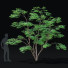 Drzewo Acer Palmatum - valeriy korol ld