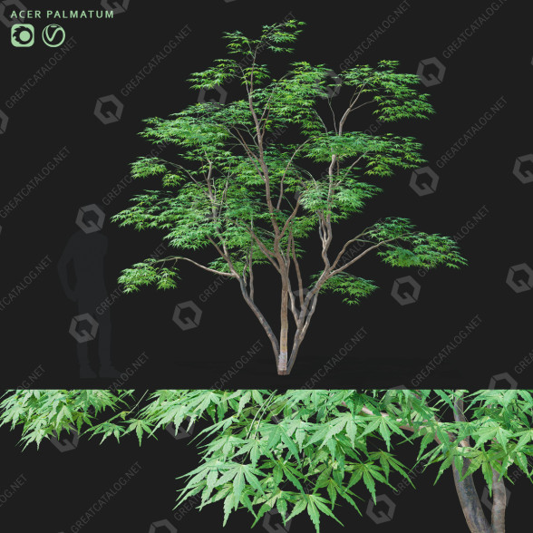 Drzewo Acer Palmatum model 3D