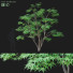Drzewo Acer Palmatum - valeriy korol ld