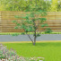 Drzewo Acer Palmatum - valeriy korol ld