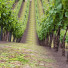 Buissons Vigne - valeriy korol ld