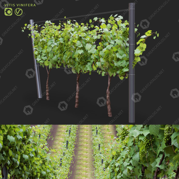 Buissons Vigne modèle 3D