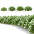 Krzewy Spiraea Japonica Albiflora - valeriy korol ld