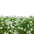 Krzewy Spiraea Japonica Albiflora - valeriy korol ld