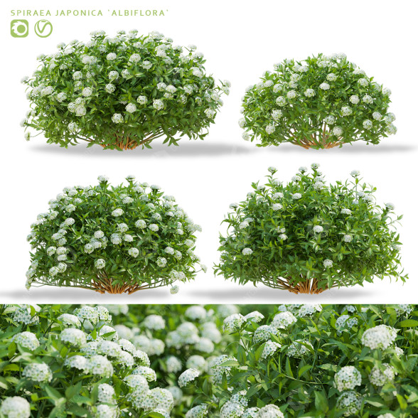Krzewy Spiraea Japonica Albiflora model 3D