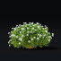 Krzewy Spiraea Japonica Albiflora - valeriy korol ld