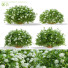Krzewy Spiraea Japonica Albiflora - valeriy korol ld