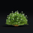 Krzewy Spiraea Japonica Albiflora - valeriy korol ld