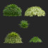 Trawa Hakonechloa Macra - valeriy korol ld