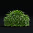 Trawa Hakonechloa Macra - valeriy korol ld