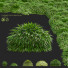 Trawa Hakonechloa Macra - valeriy korol ld
