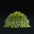 Trawa Hakonechloa Macra - valeriy korol ld
