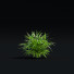 Trawa Hakonechloa Macra - valeriy korol ld