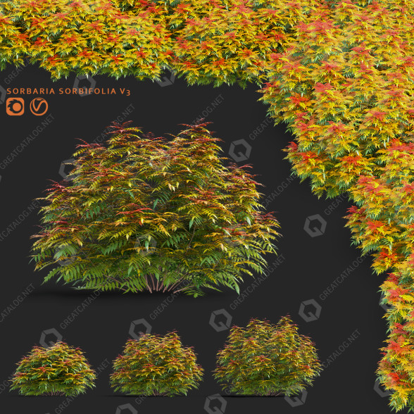 Кущі Спірея рябінолистна 3D модель