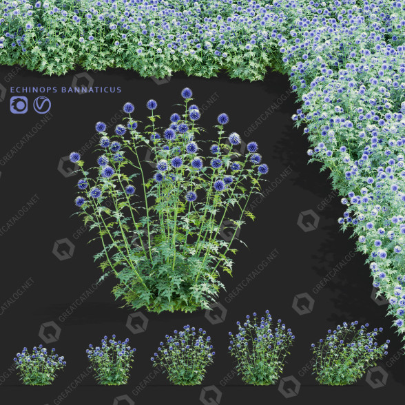 Квiти Мордовник баннатський 3D модель