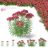 Квiти Деревій 4 - valeriy korol ld