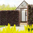 Hecke Rotbuche - valeriy korol ld