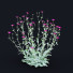 Kwiaty Lychnis Coronaria - valeriy korol ld