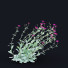 Kwiaty Lychnis Coronaria - valeriy korol ld