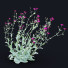Kwiaty Lychnis Coronaria - valeriy korol ld