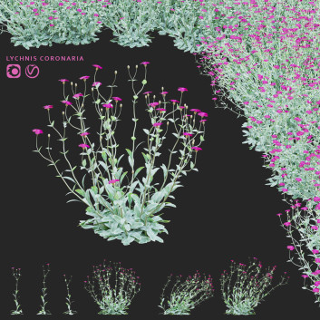 Kwiaty  Lychnis Coronaria Model 3D