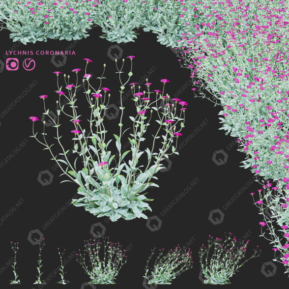 Kwiaty Lychnis Coronaria model 3D