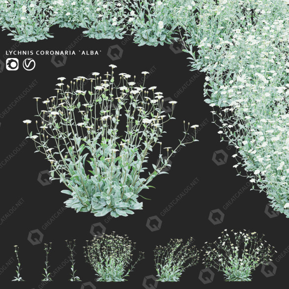 Цветы Зорька венечная альба 3D модель