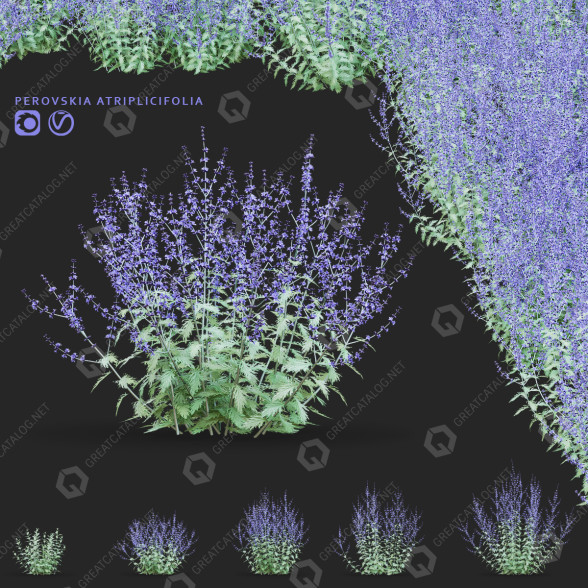 Квiти Персовкія лебедолистна 3D модель