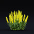 Blumen Punktierte Gilbweiderich - valeriy korol ld