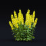 Blumen Punktierte Gilbweiderich - valeriy korol ld