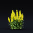 Blumen Punktierte Gilbweiderich - valeriy korol ld
