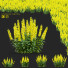Blumen Punktierte Gilbweiderich - valeriy korol ld