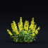 Blumen Punktierte Gilbweiderich - valeriy korol ld